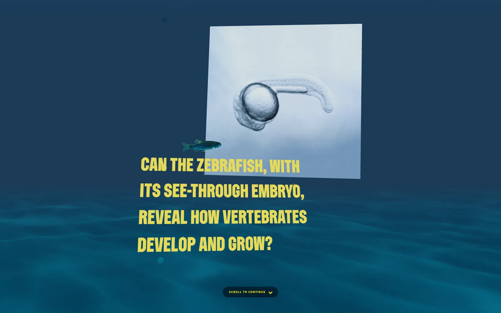 Frame from the animated experience: an underwater scene with a photo of a transparent zebrafish embryo, with the chapter’s caption.