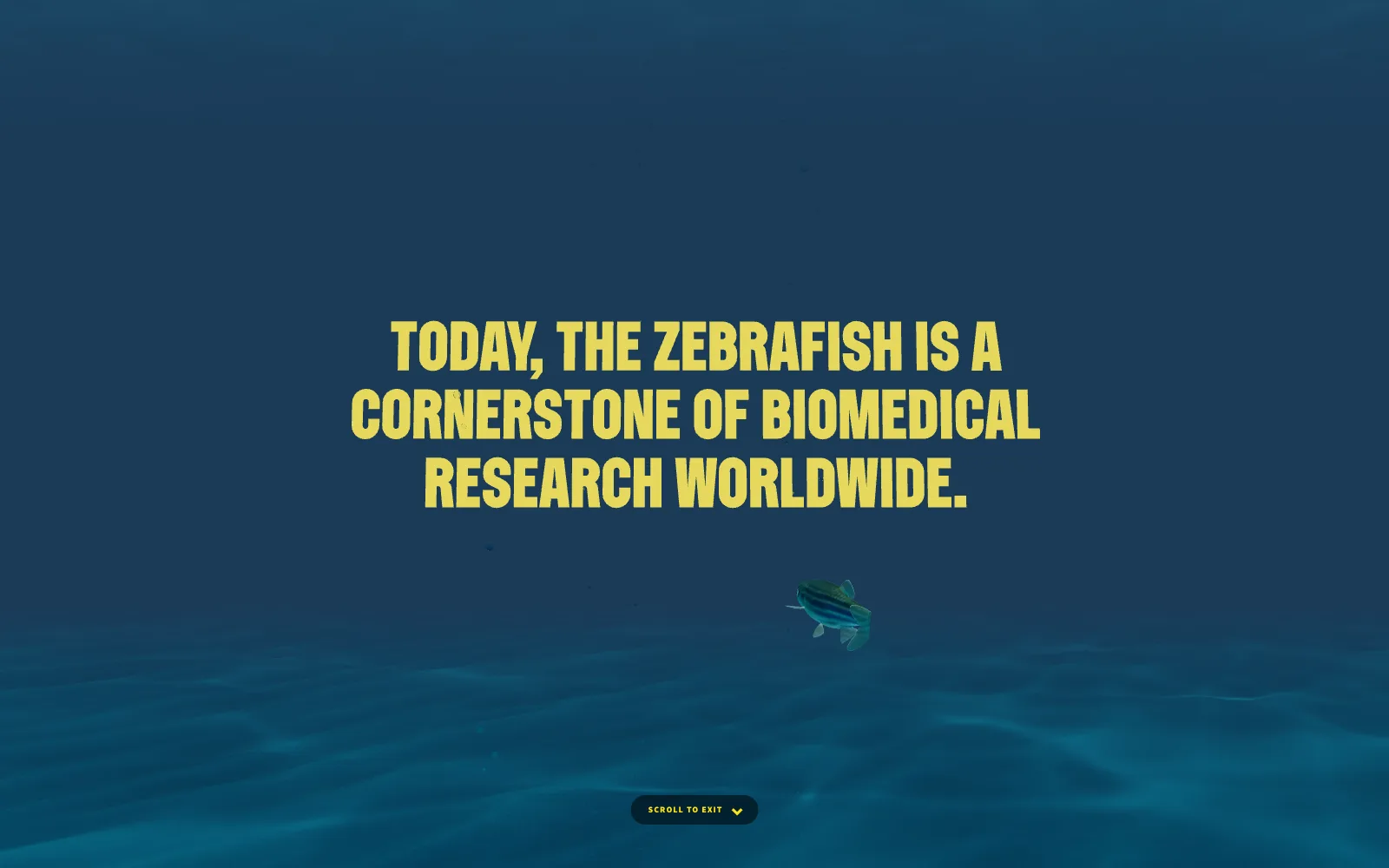 Frame from the animated experience: a zebrafish swims beneath the words Today, the zebrafish is a cornerstone of biomedical research worldwide.