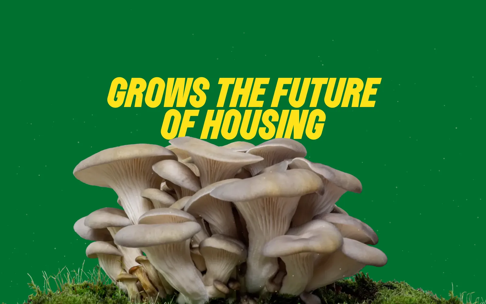 Frame from the animated experience: a cluster of oyster mushrooms beneath the words Grows the Future of Housing, with a Dig In button.