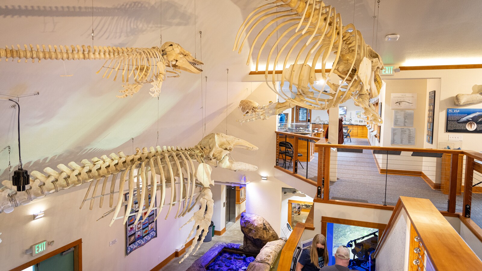 A whale skeleton hangs above exhibits inside the Charleston Marine Life Center.