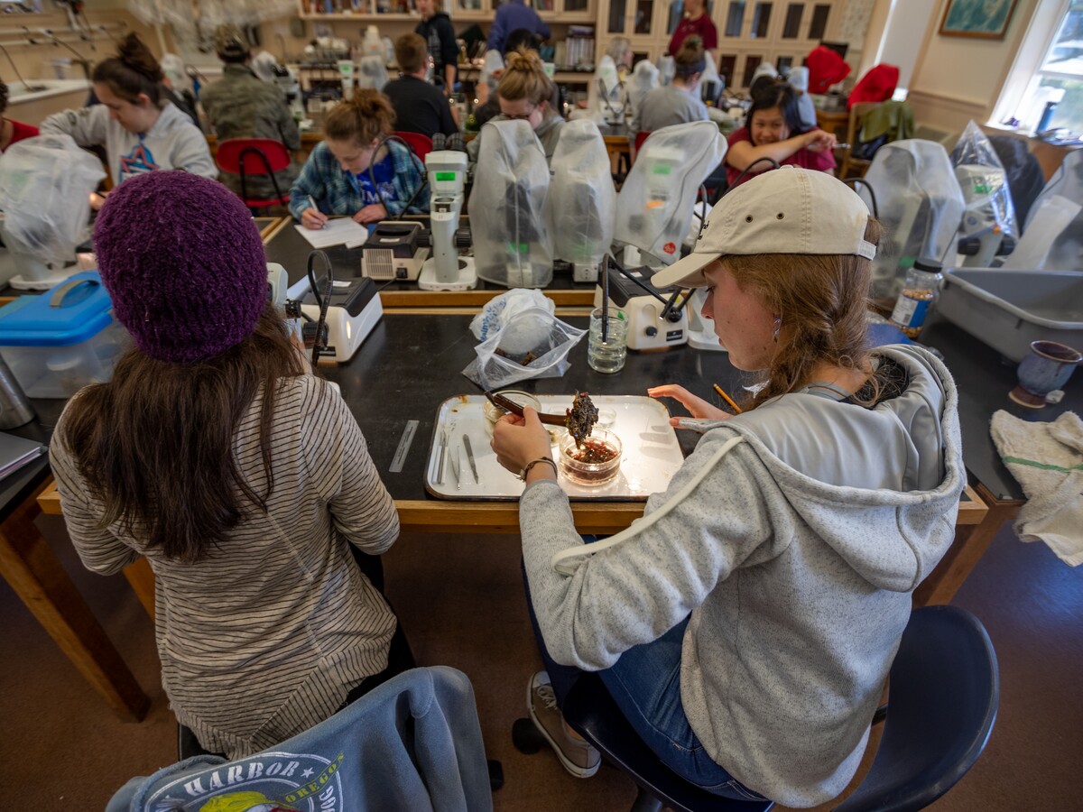 Students conduct research in an Oregon Institute of Marine Biology laboratory.