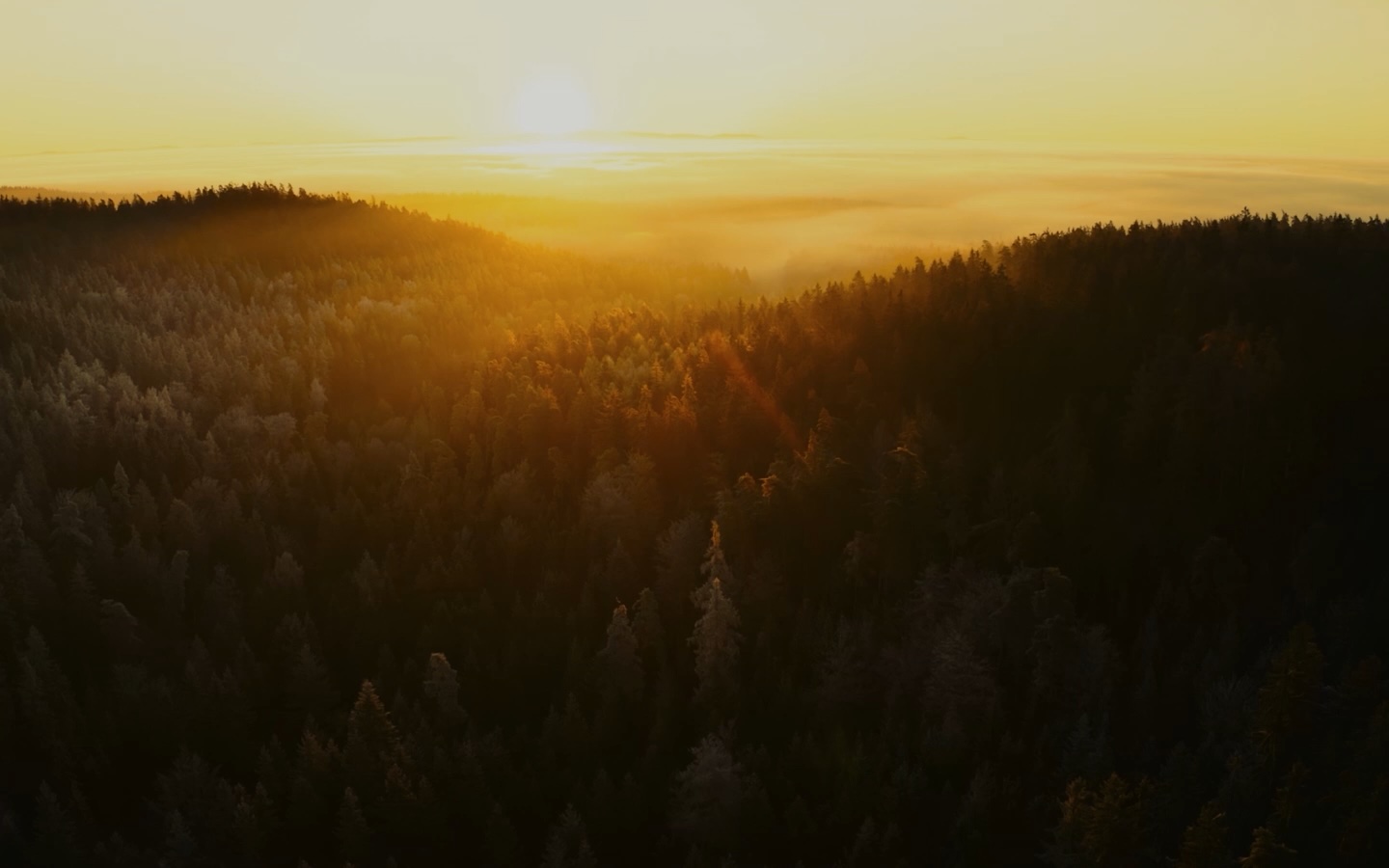 Sunrise over an Oregon forest.