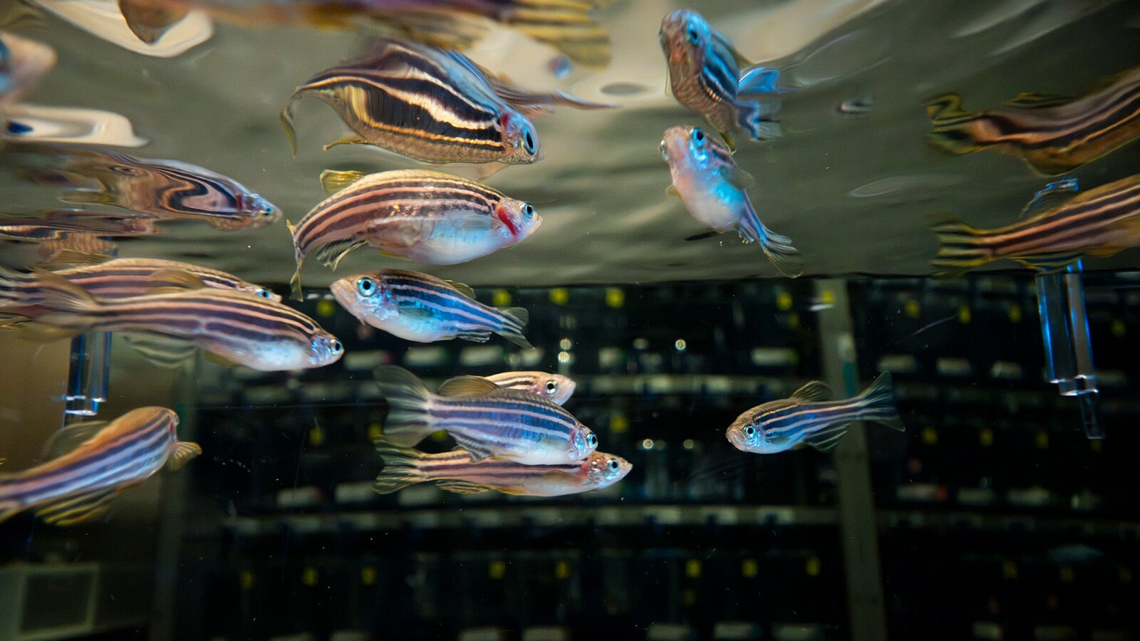 Zebrafish swim in a research tank.
