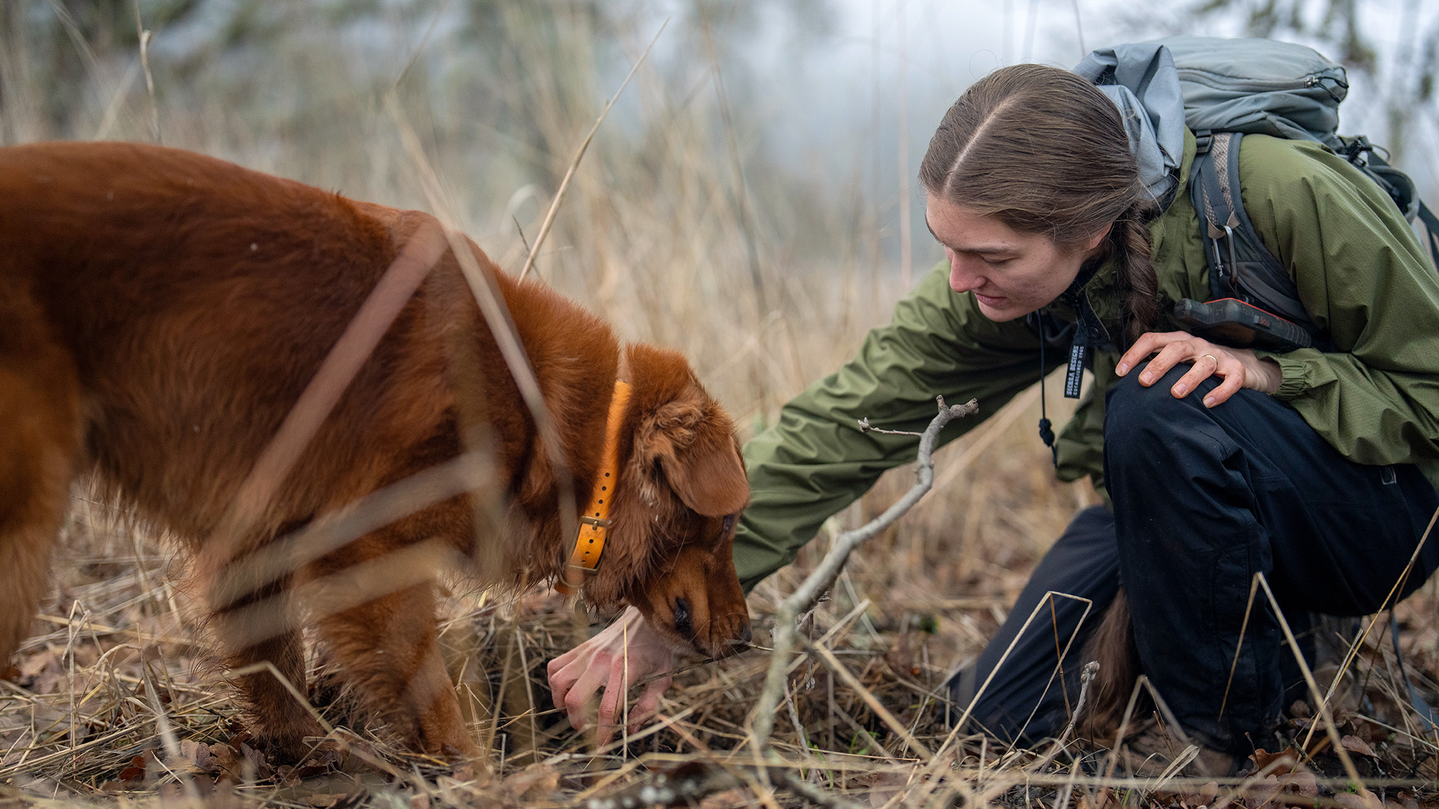 Student with dog searching for truffles