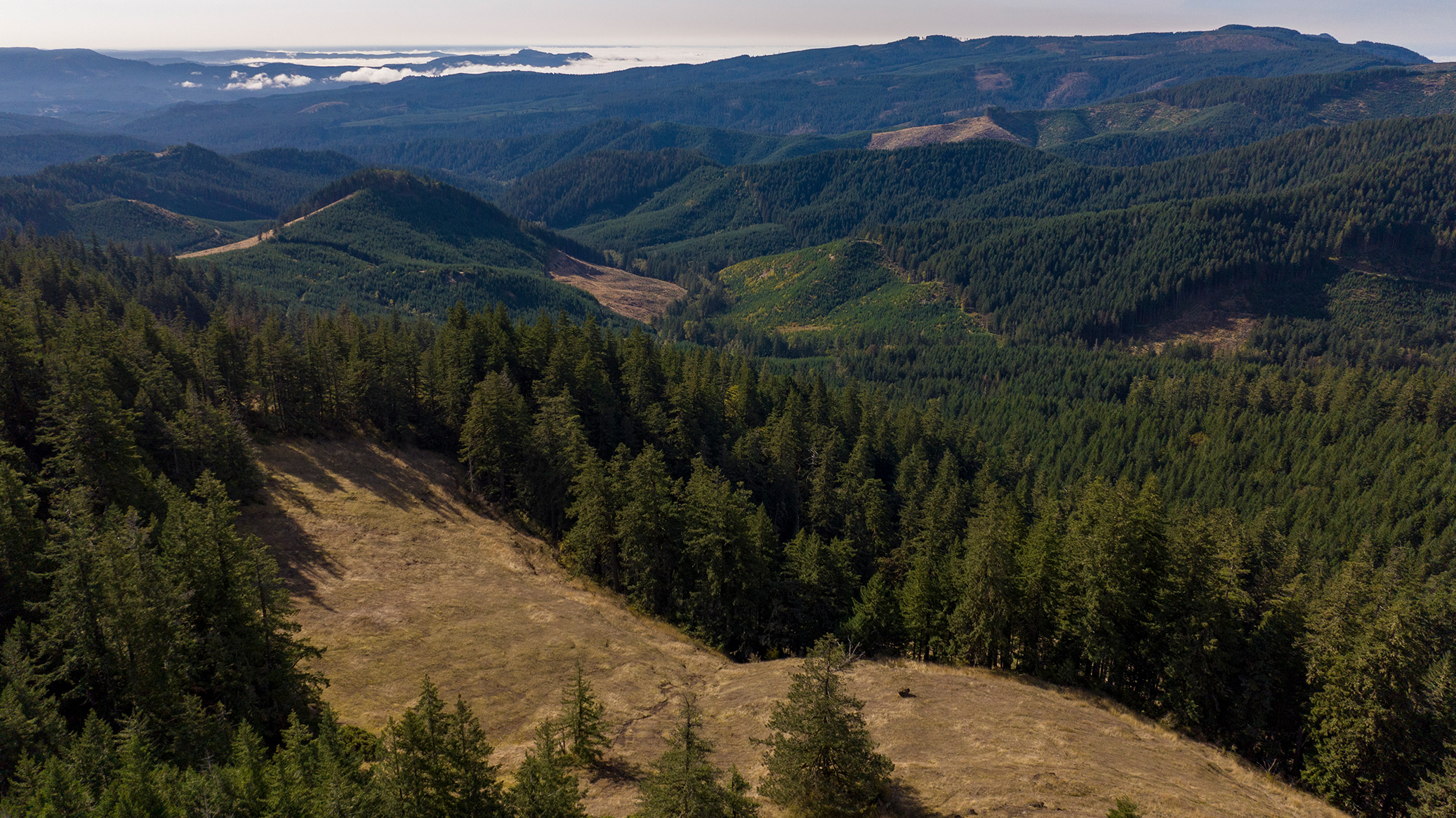 Forested hills with a grassy clearing in the foreground
