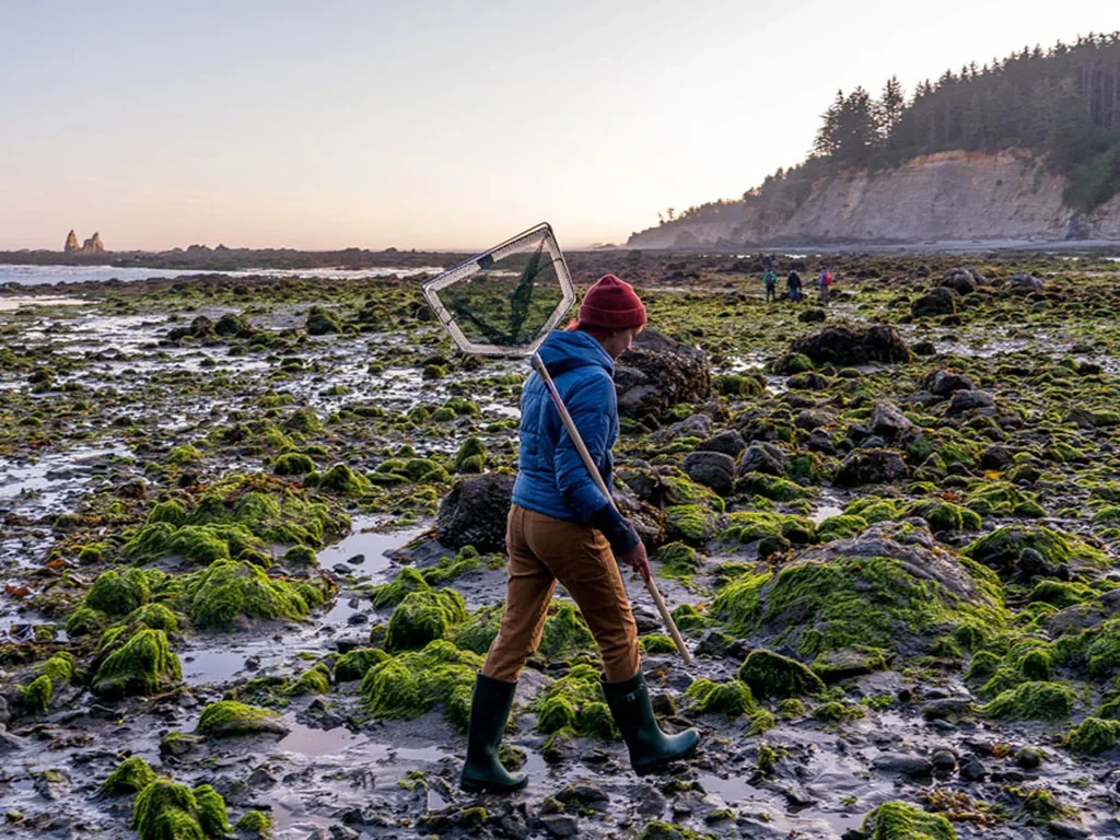 A researcher carries a sampling net across a rocky tide pool.