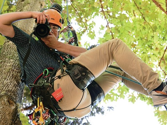 A photographer works from a tree while wearing climbing gear.