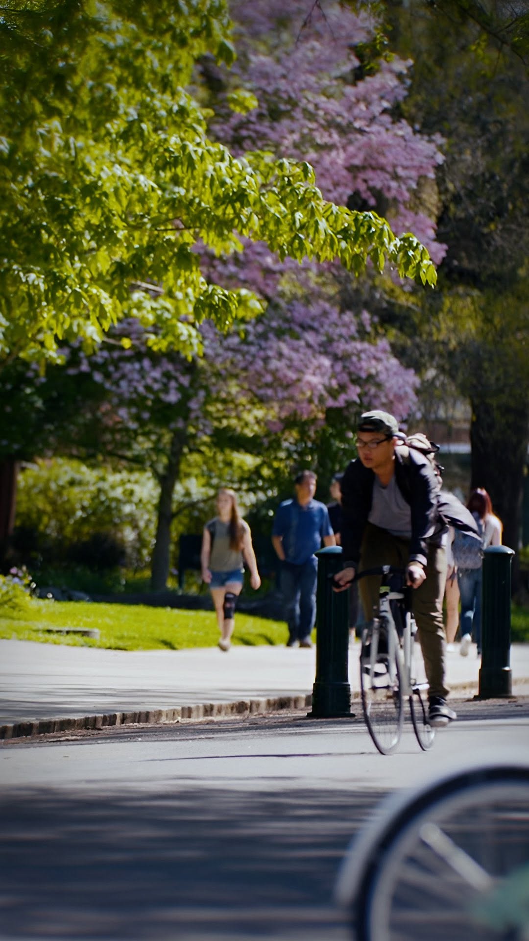 A student bikes past cherry blossoms on the University of Oregon campus.