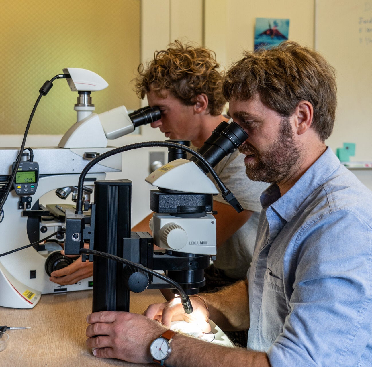 Graduate student Marcus Chaknova uses a microscope to examine volcanic ash samples.