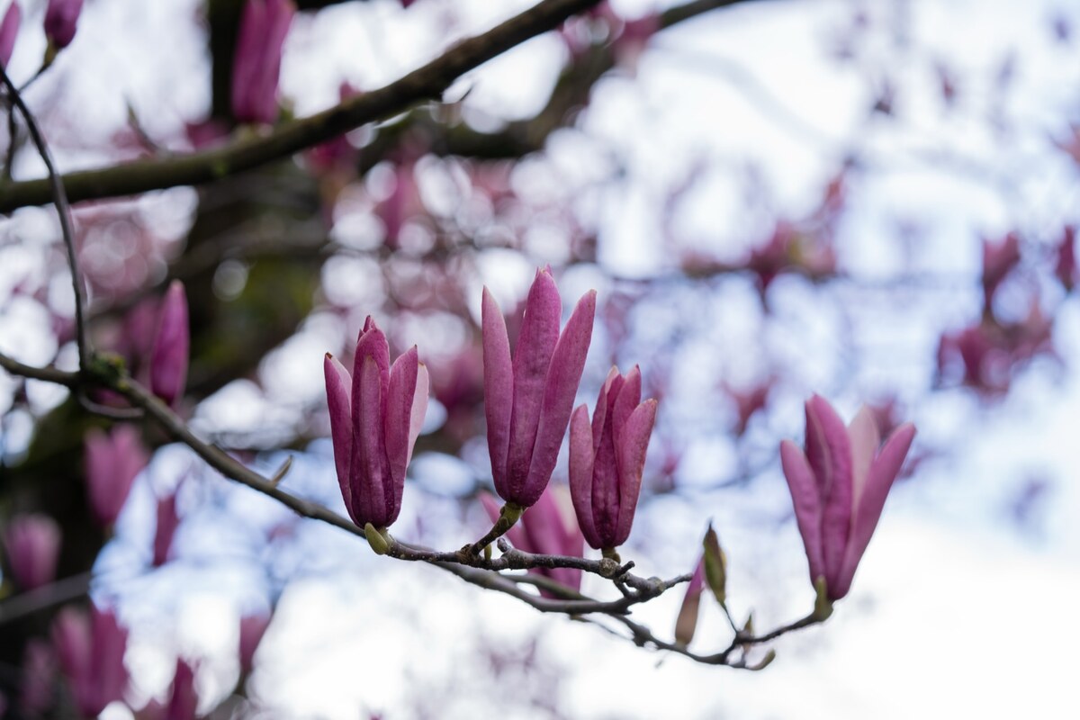 Pink magnolia blossoms bloom on campus.