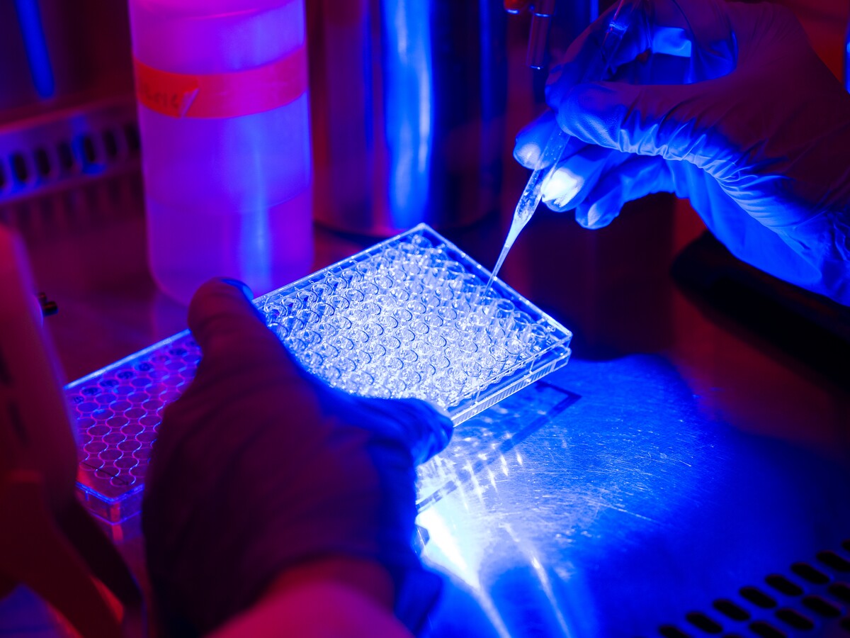 A researcher works with illuminated samples in a bioengineering laboratory.