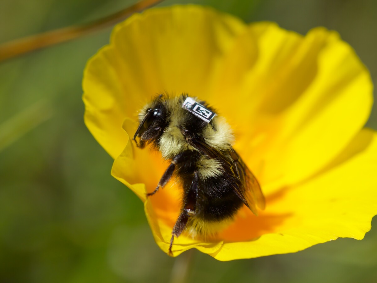 A tagged bumblebee rests on a yellow flower.