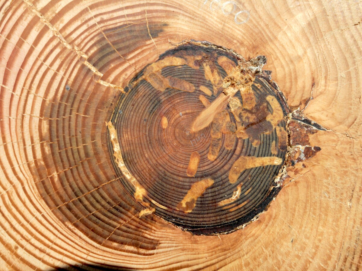 A dated fire scar marks a Douglas fir cross-section.