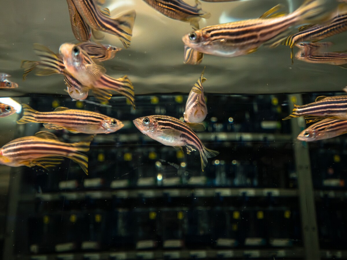 Zebrafish swim inside the Aquatic Animal Care Services facility.