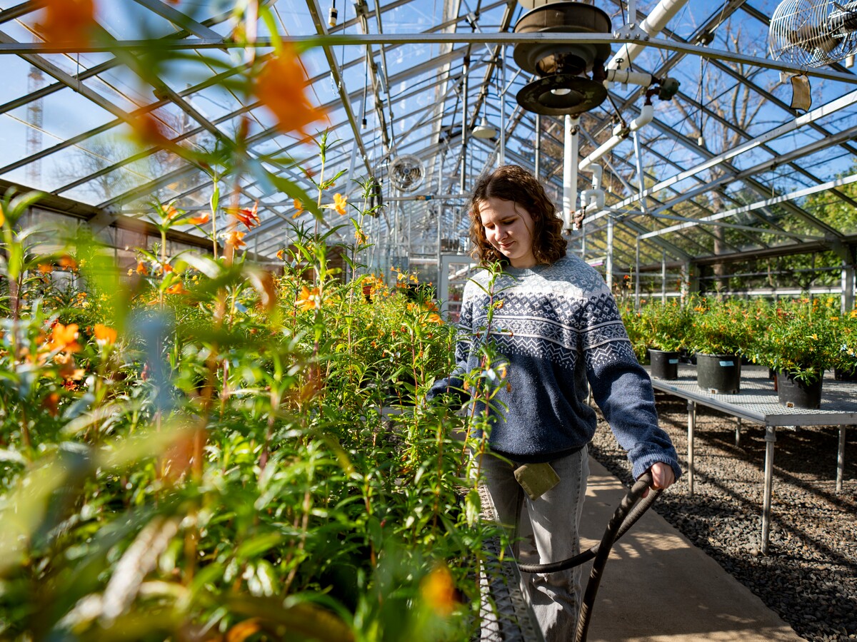 A person waters flowering plants inside a University of Oregon research greenhouse.