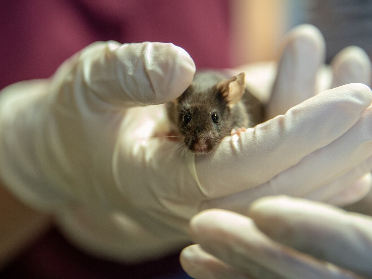 Gloved hands hold a mouse in an animal care laboratory.