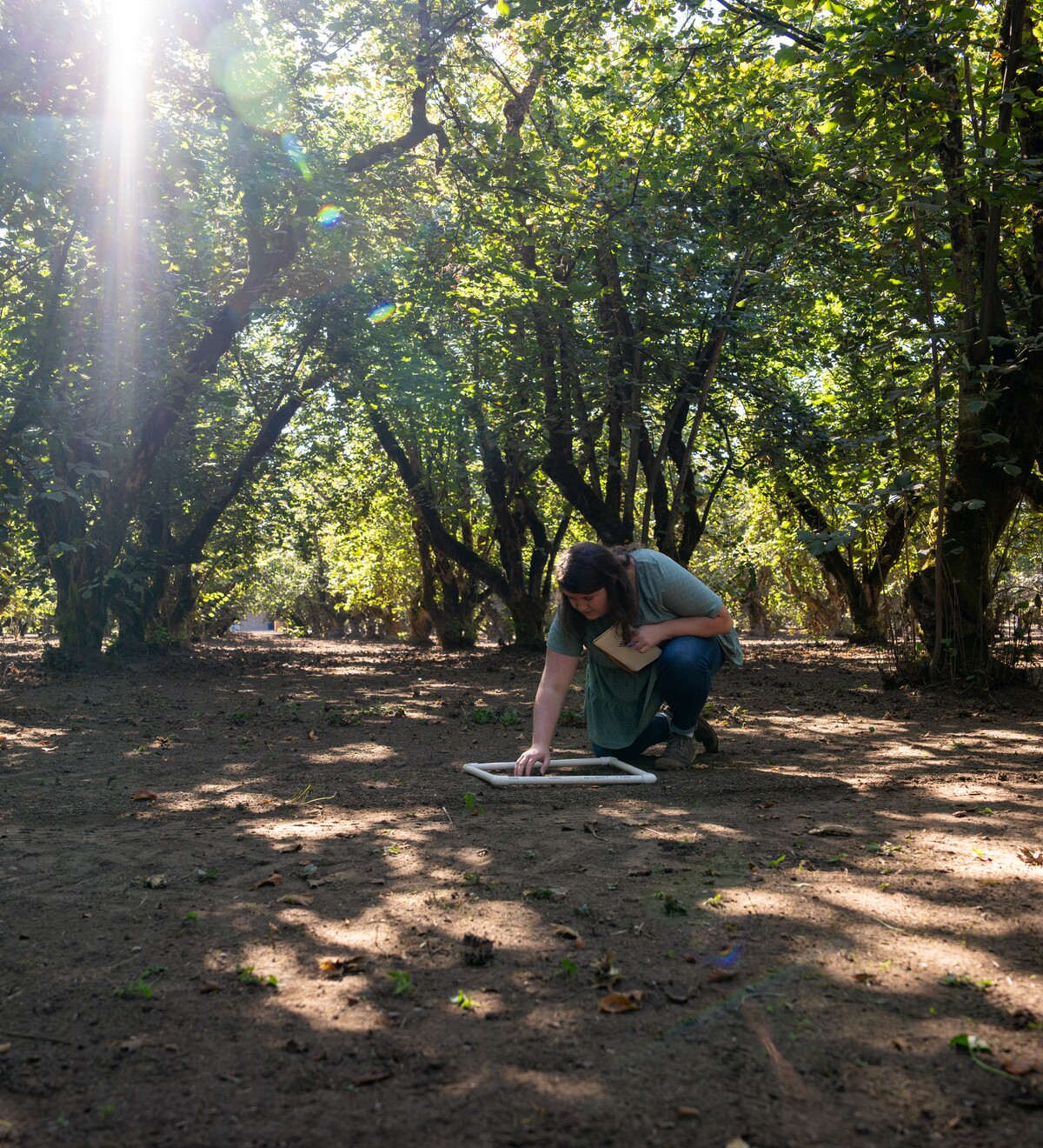 A person examines the ground beneath rows of hazelnut trees.