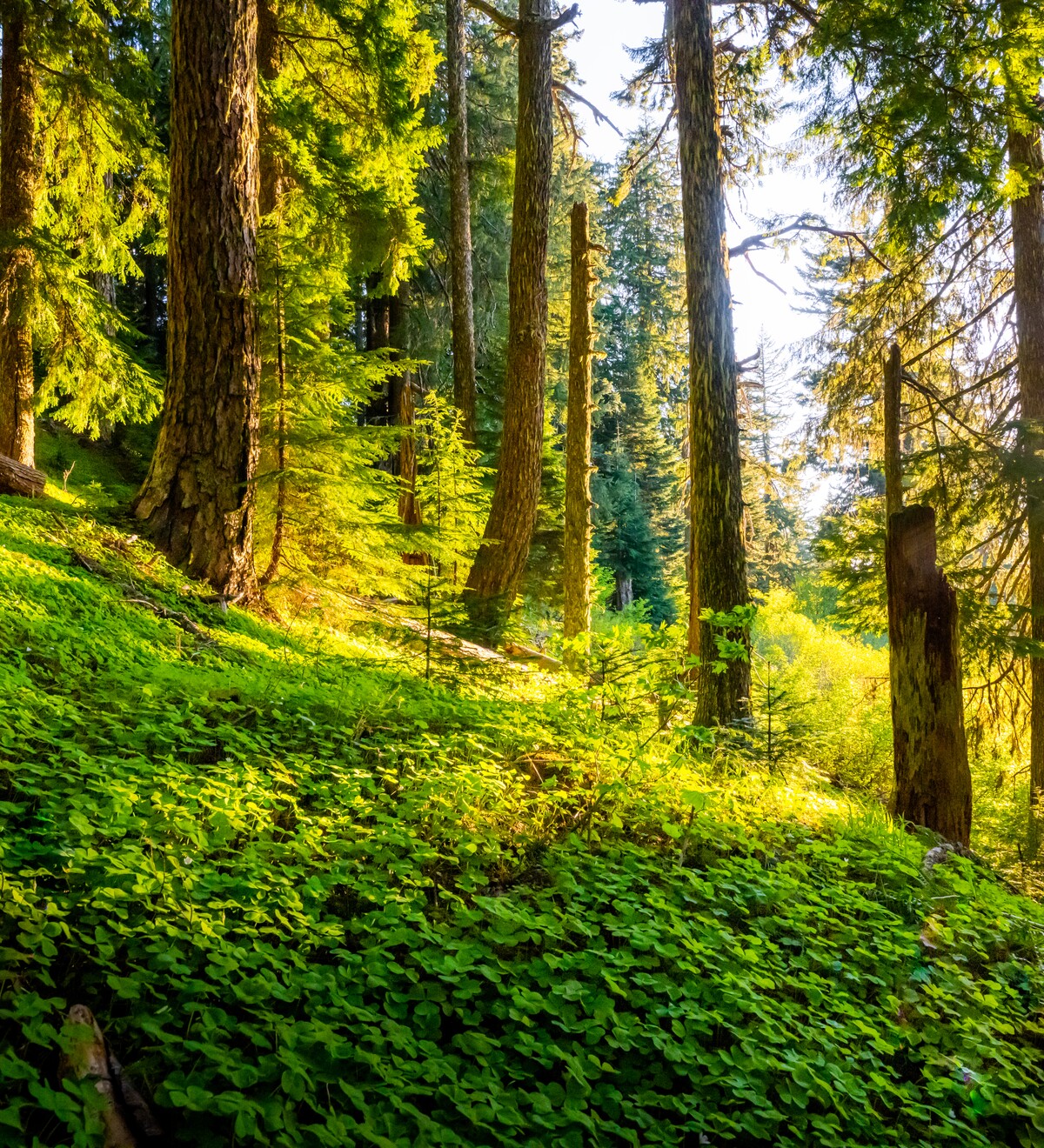 Sunlight brightens a fern-covered slope beneath towering evergreen trees.