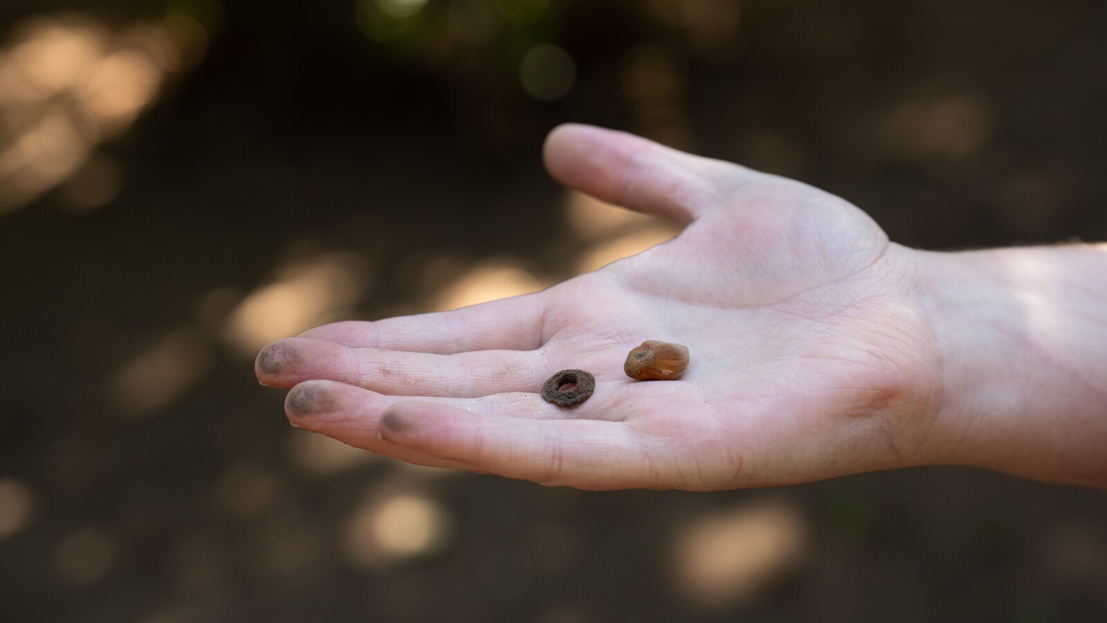 A hand holds three hazelnuts beneath orchard trees.