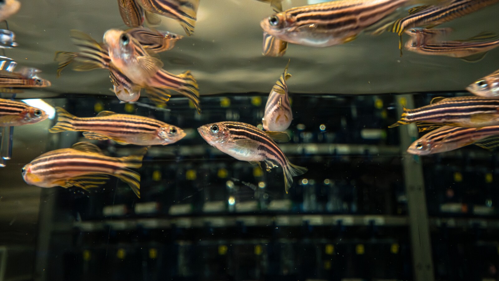 Zebrafish swim together inside a laboratory tank.