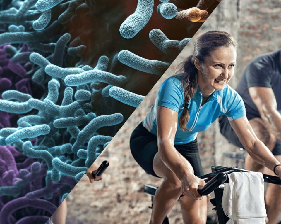 A composite of gut bacteria beside a person exercising on a stationary bike.