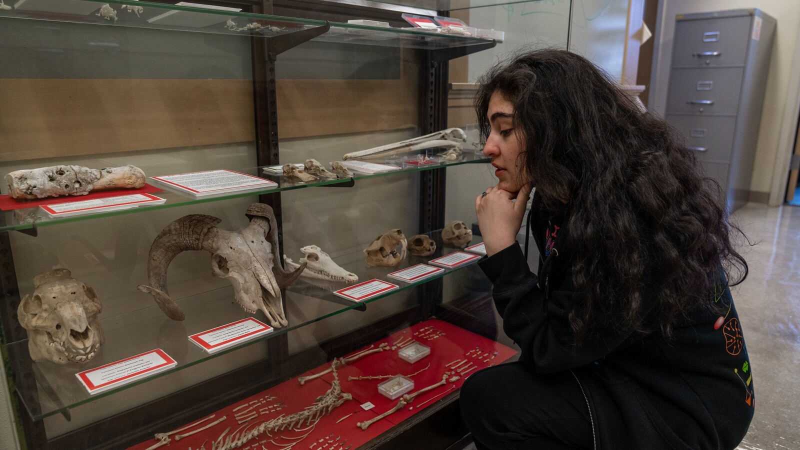 A visitor examines a Museum of Natural and Cultural History exhibit.