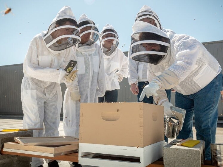 Students in protective suits inspect campus beehives.